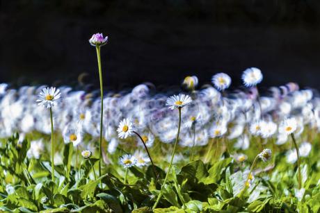 Margherite, primavera