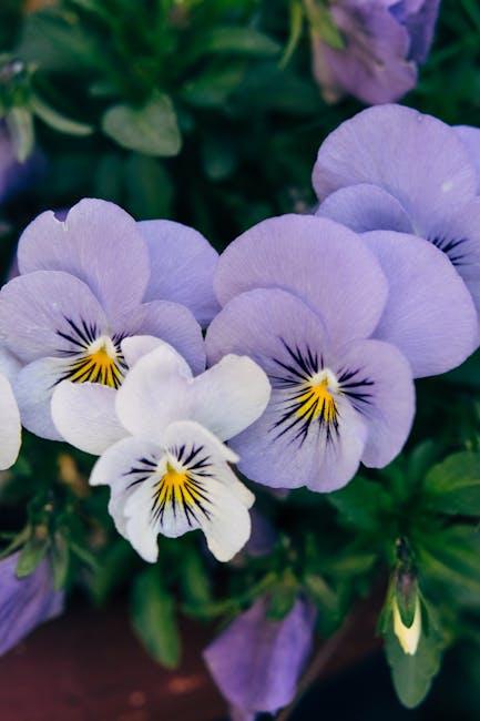 Vibrant purple Viola flowers in full bloom captured in a garden setting.