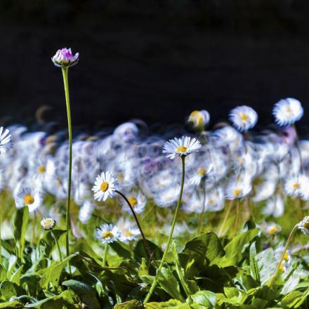 Margherite, primavera