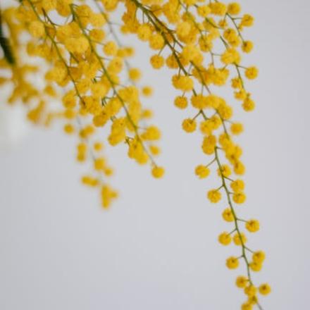 Close-up of delicate yellow mimosa flowers against a white background in Helsinki, Finland.