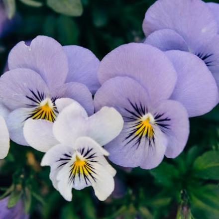 Vibrant purple Viola flowers in full bloom captured in a garden setting.