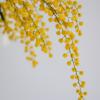 Close-up of delicate yellow mimosa flowers against a white background in Helsinki, Finland.